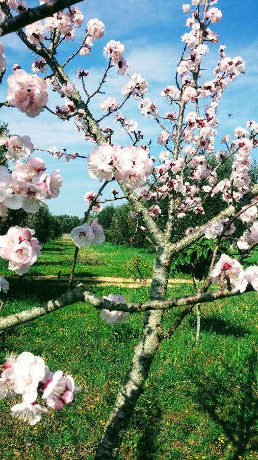 Masseria Cataldo Corigliano dʼOtranto Kültér fotó